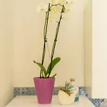 Lemon Tree House * Redang Island