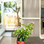 Lemon Tree House Tatil Evi Redang Island